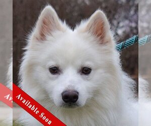 American Eskimo Dog Dogs for adoption in Huntley, IL, USA