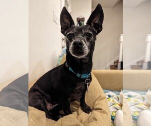 Medium Photo #1 Chiweenie Puppy For Sale in Arlington, VA, USA