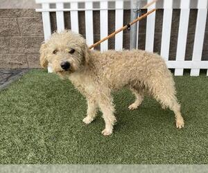 Poodle (Miniature)-Unknown Mix Dogs for adoption in Modesto, CA, USA