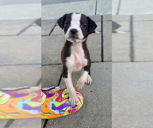 Chihuahua-Unknown Mix Dogs for adoption in Plainfield, IL, USA