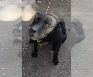 American Staffordshire Terrier-Unknown Mix Dogs for adoption in San Antonio, TX, USA