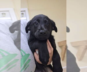 Labrador Retriever-Unknown Mix Dogs for adoption in Osgood, IN, USA