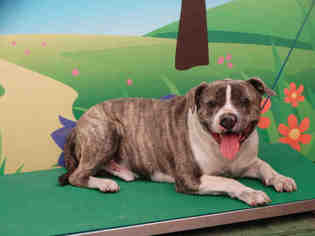 American Bulldog Dogs for adoption in Waco, TX, USA