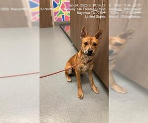 American Pit Bull Terrier-Unknown Mix Dogs for adoption in Baytown, TX, USA