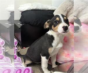 Rat Terrier-Unknown Mix Dogs for adoption in Globe, AZ, USA