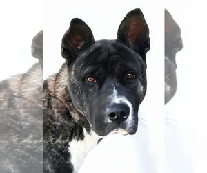 Akita-Unknown Mix Dogs for adoption in Pasadena, CA, USA