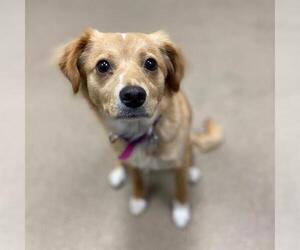 Cockerhuahua Dogs for adoption in Aurora, CO, USA