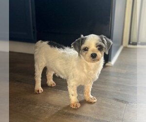 Havanese Dogs for adoption in Lakewood, CO, USA