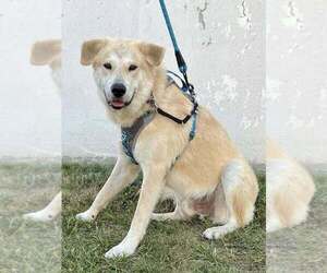Great Pyrenees-Unknown Mix Dogs for adoption in Mundelein, IL, USA