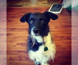 Mutt Dogs for adoption in Rochester, MN, USA