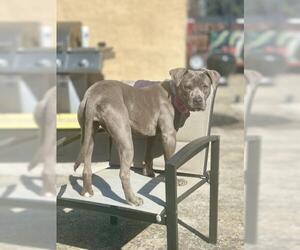 American Pit Bull Terrier Dogs for adoption in Oakley, CA, USA