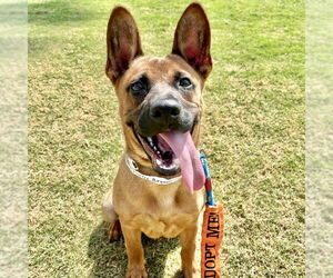 Mutt Dogs for adoption in San Juan Capistrano, CA, USA