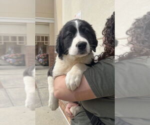 Great Pyrenees-Unknown Mix Dogs for adoption in Mooresville, NC, USA