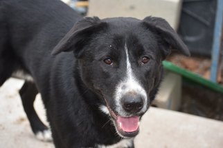 Borador Dogs for adoption in Jarrell, TX, USA
