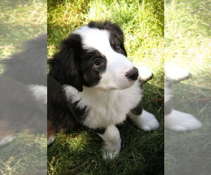 Collie-Unknown Mix Dogs for adoption in Sandy, UT, USA