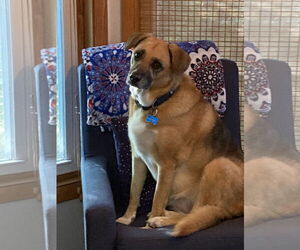 Collie-German Shepherd Dog Mix Dogs for adoption in St. Cloud, MN, USA