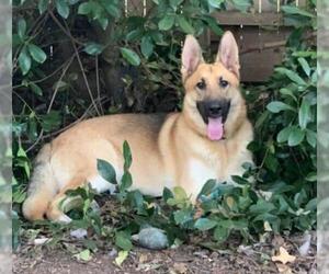 German Shepherd Dog Dogs for adoption in Coppell, TX, USA