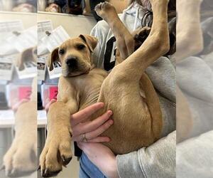 American Pit Bull Terrier Dogs for adoption in Stockton, CA, USA