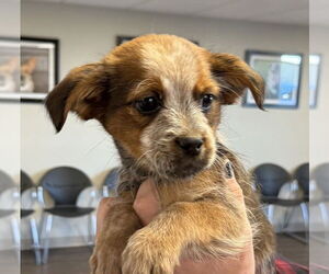 Shih Tzu-Unknown Mix Dogs for adoption in Bolivar, MO, USA