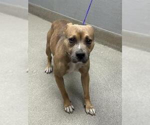 American Pit Bull Terrier-Unknown Mix Dogs for adoption in Las Vegas, NV, USA