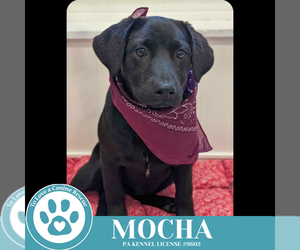 Labrador Retriever-Unknown Mix Dogs for adoption in Kimberton, PA, USA