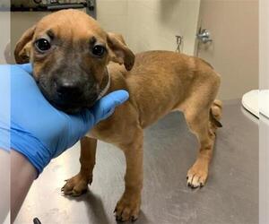 Labrador Retriever-Unknown Mix Dogs for adoption in Conroe, TX, USA