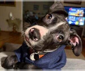 Mutt Dogs for adoption in Martinez, CA, USA