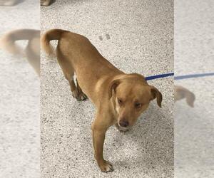 Chihuahua-Unknown Mix Dogs for adoption in Conroe, TX, USA