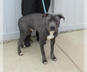 American Staffordshire Terrier Dogs for adoption in Louisville, KY, USA