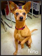 Chihuahua Dogs for adoption in Jasper, IN, USA