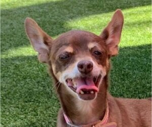 Chipin Dogs for adoption in Lake Forest, CA, USA