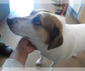 Beagle Dogs for adoption in Temple, TX, USA