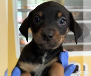 Chihuahua-Unknown Mix Dogs for adoption in Washington, DC, USA