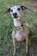 Medium Photo #1 Italian Greyhound Puppy For Sale in Statewide, NE, USA