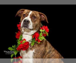 Bullmasador Dogs for adoption in Anniston, AL, USA