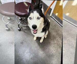 Siberian Husky Dogs for adoption in Forestville, MD, USA