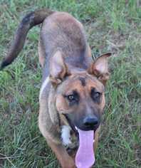 German Shepherd Dog-Unknown Mix Dogs for adoption in Dodson, MT, USA