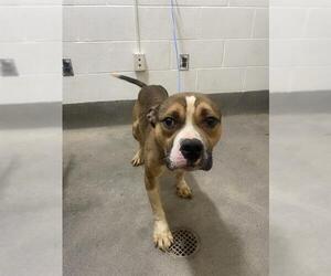 American Pit Bull Terrier Dogs for adoption in Forestville, MD, USA