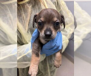 Mutt Dogs for adoption in Las Vegas, NV, USA