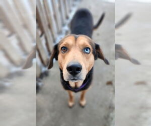 Mutt Dogs for adoption in Walnutport, PA, USA