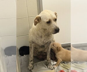 Labrador Retriever-Unknown Mix Dogs for adoption in Corpus Christi, TX, USA