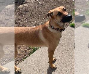 Mutt Dogs for adoption in Stockton, CA, USA