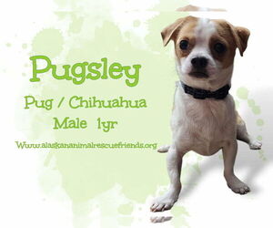 Jug Dogs for adoption in Anchorage, AK, USA
