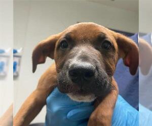 American Pit Bull Terrier-Unknown Mix Dogs for adoption in Bakersfield, CA, USA