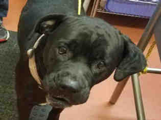 Boxador Dogs for adoption in Missoula, MT, USA