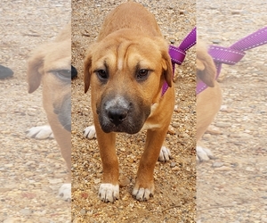 Chinese Shar-Pei-Unknown Mix Dogs for adoption in Alexander, AR, USA