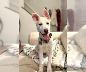 Huskies -Unknown Mix Dogs for adoption in Holly Springs, NC, USA