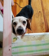 Beagle Dogs for adoption in Asheville, NC, USA