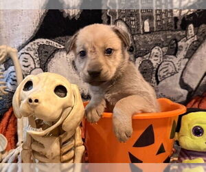 Australian Shepherd-Unknown Mix Dogs for adoption in Lakewood, CO, USA