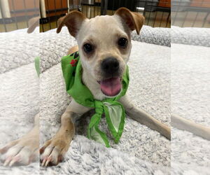 Chihuahua-Unknown Mix Dogs for adoption in El Centro, CA, USA